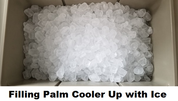 palm coolers